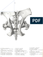8 Vet Anatomy PDF