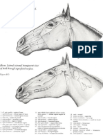 7 Vet Anatomy PDF