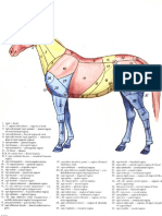 9 Vet Anatomy PDF