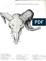 10 Vet Anatomy PDF