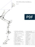 2 Vet Anatomy PDF