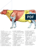 3 Vet Anatomy PDF