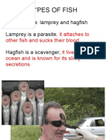 Types of Fish: Jawless Fish: Lamprey and Hagfish