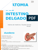 Anatomia, Fisiolog Intest D