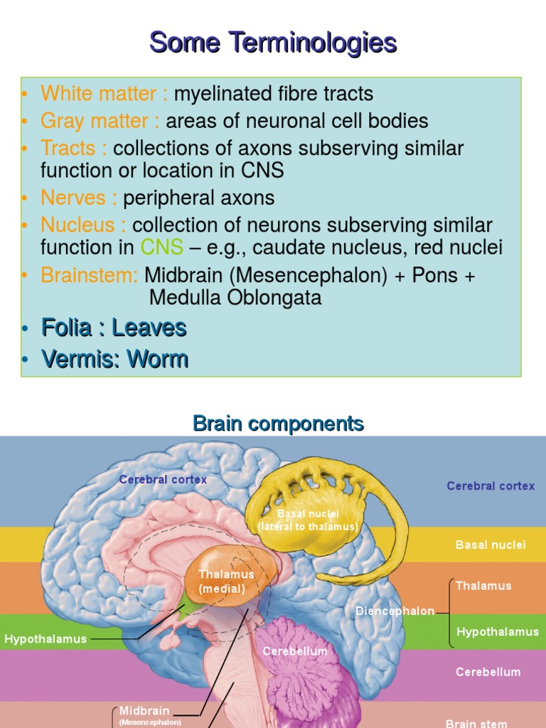Cerebellum Anatomy and Function Overview | PDF | Cerebellum | Cerebral ...