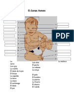 EL CUERPO HUMANO