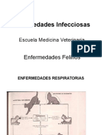 Enfermedades Felinos 2014 1