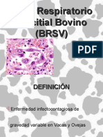Virus Respiratorio Sincitial Bovino (BRSV)