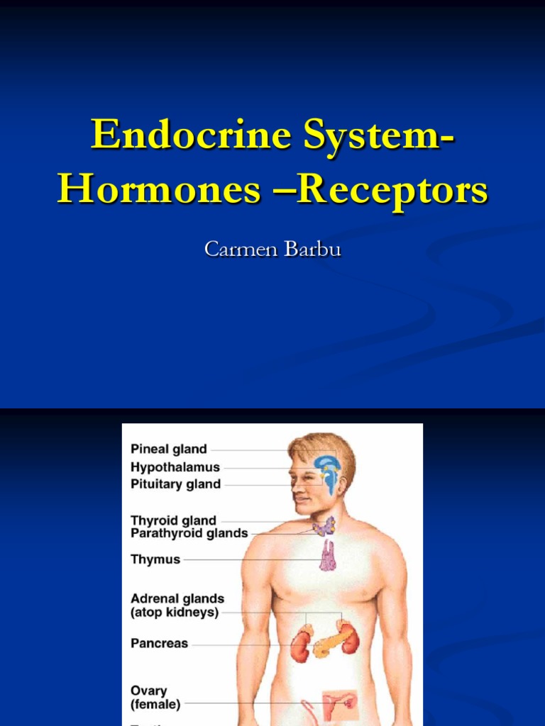 Endocrine System Overview and Disorders | PDF | Hyperthyroidism ...