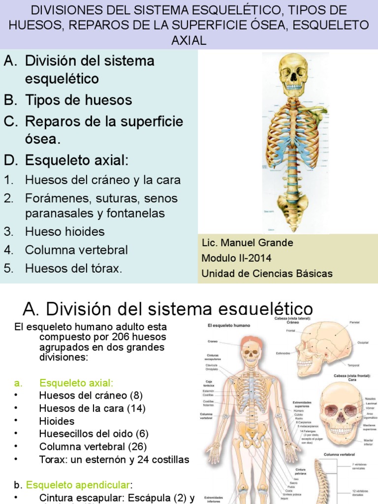 Huesos del Esqueleto Axial Humano | PDF | La columna vertebral | Cráneo