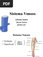 Anatomía de las Venas Perforantes Inferiores | PDF | Vena | Rodilla