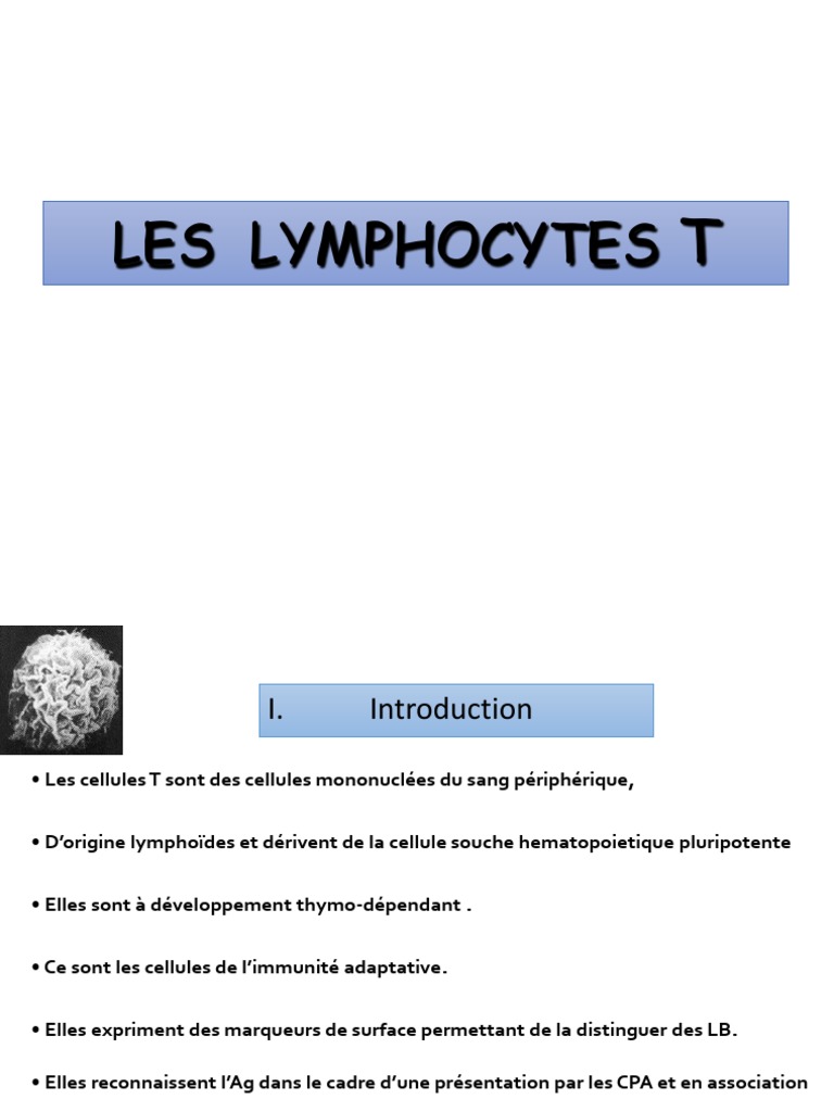 Sélection des lymphocytes T et sous-populations | PDF | Lymphocyte T ...