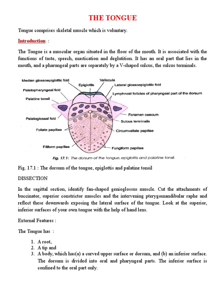 The Tongue | Tongue | Human Anatomy