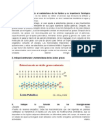 Metabolismo de Los Lipidos