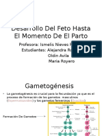 Desarrollo Del Feto Hasta El Momento Del Parto