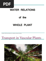 Download 3 - Water Movement Through a Plant by Nam Gonzales SN32970199 doc pdf