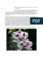 Istoria Orhideelor