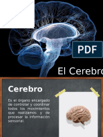 El Cerebro