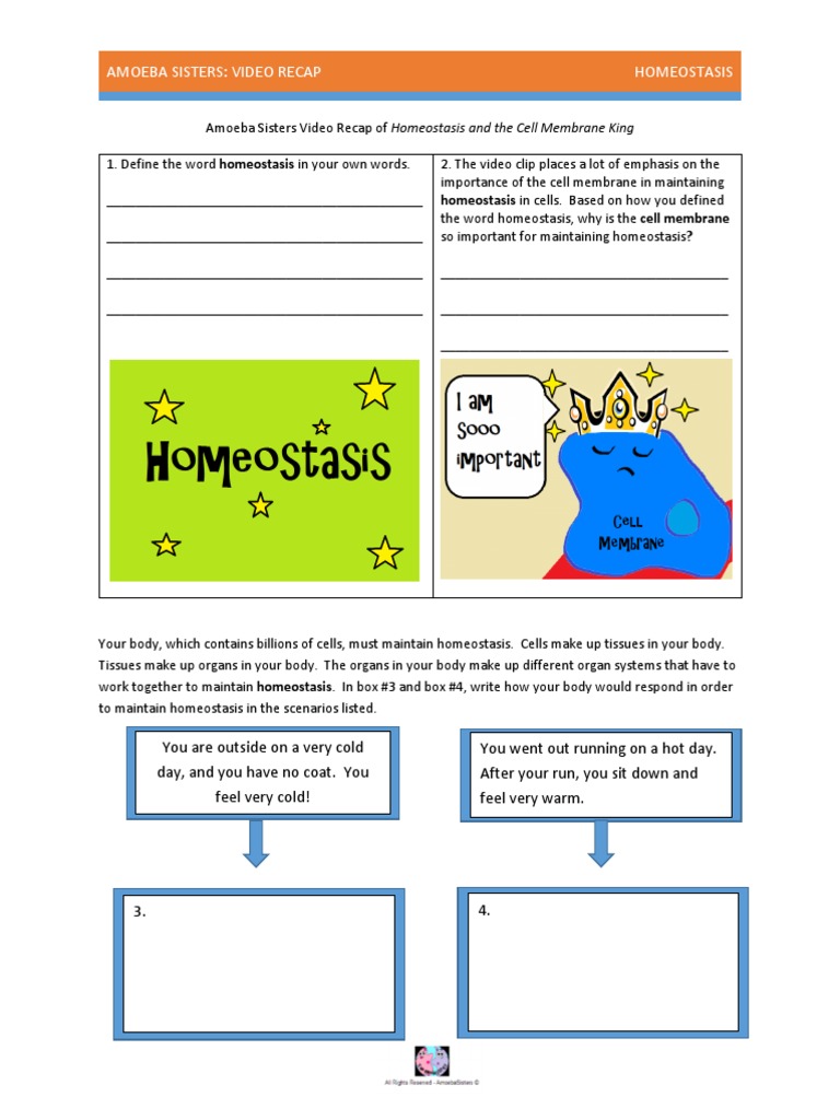 amoeba-sisters-homeostasis-worksheet-answer-key-kidsworksheetfun