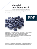 Beneficios Del Arandano Rojo y Azul