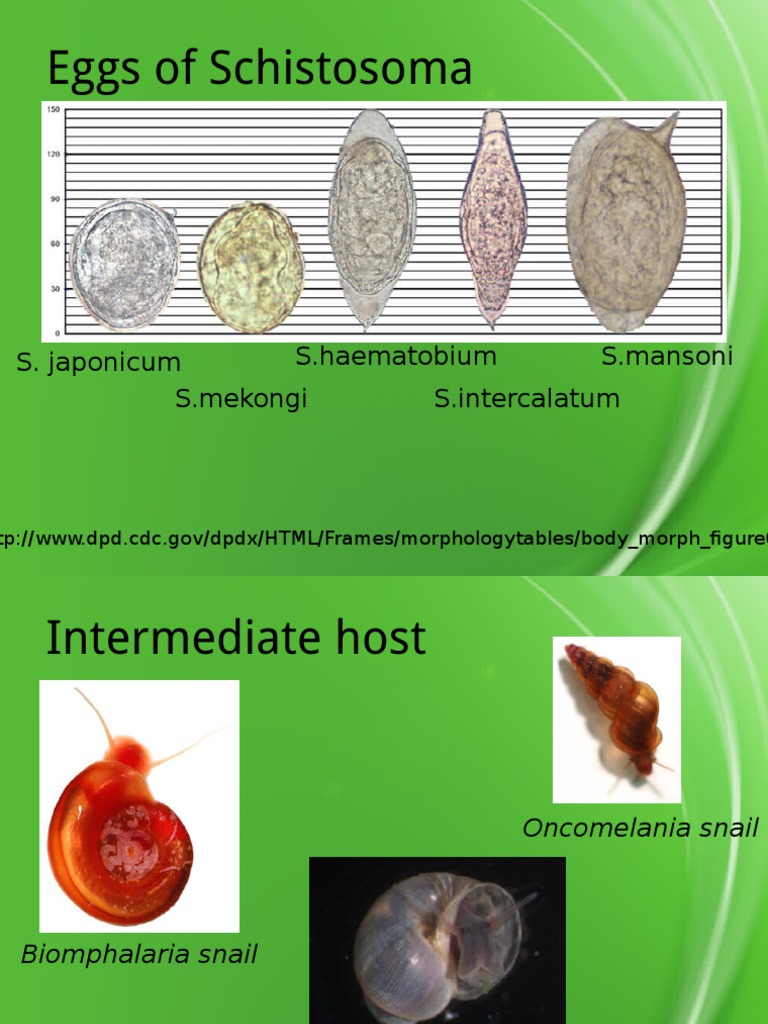 Eggs of Schistosoma S. Japonicum S.mekongi S.mansoni S.intercalatum S