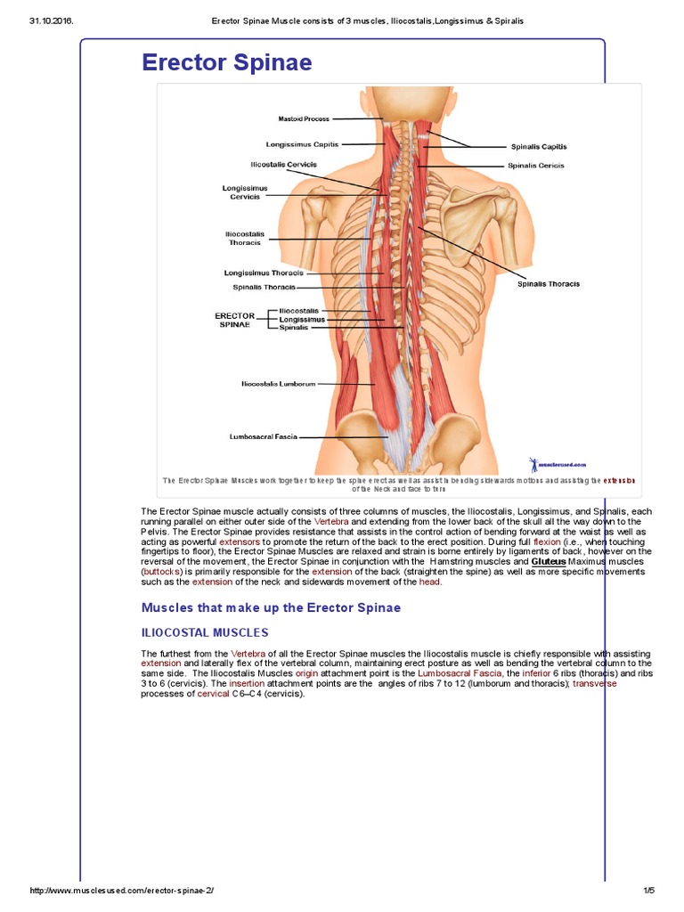 Erector Spinae Muscle Anatomy Explained | PDF | Vertebra | Vertebral Column, image size:768x1024