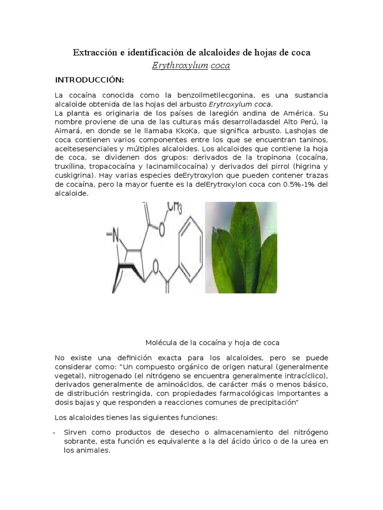 Extracción e Identificación de Alcaloides de Hojas de Coca Erythroxylum