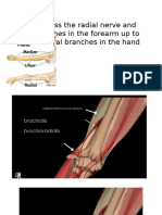 Discuss The Radial Nerve and Its Branches in The Forearm Up To Its Terminal Branches in The Hand