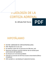 1. Fisiologia de La Corteza Adrenal