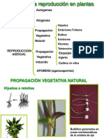 Fitomej-Pres5-Sist-reprod-Plant.pdf