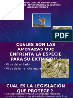 Diapositiva de Ecologia - Tema Vicuña y Papaya Silvestre