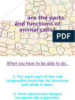 What Are The Parts and Functions of Animal Cells