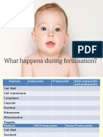 What Happens During Fertilisation?