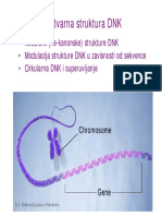 Stvarna Struktura DNK