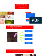 Bartonella Sp.