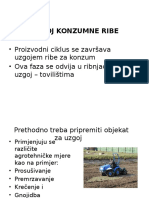 Uzgoj Konzumne Ribe