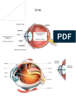 Resumen Ojo