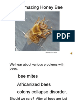 Honey Bees Vital for Food Supply