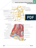 Nerves and Vessels of Neck (Continued) : See Also