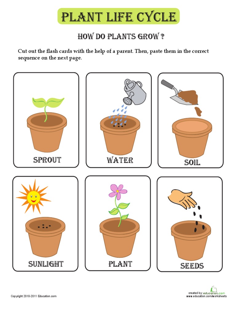 Plant Life Cycle Cards PDF PDF