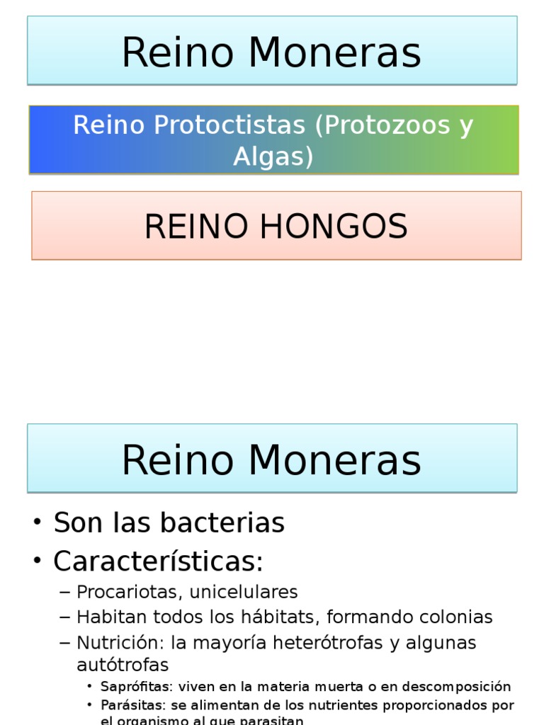 Reinos Moneras, Protoctistas y Hongos - 1º ESOB | PDF | Algas | Protozoos