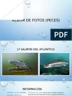 Album de Fotos (Peces)