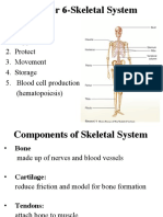 Chapter 6 Skeletal Sys.