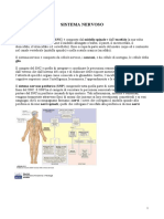 38822719-Sistema-nervoso-sintesi.pdf