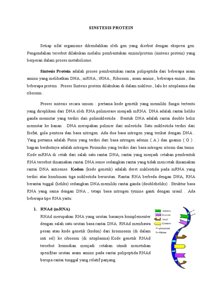 Proses Sintesis Protein dan Transkripsi | PDF | Sains & Matematika