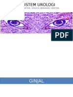 Histologi Sistem Urologi