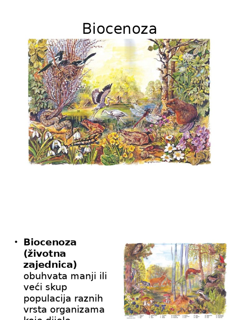 Biocenoza IV Razredi | PDF