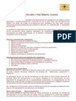 Rehabilitacion_fisioterapia_canina.pdf