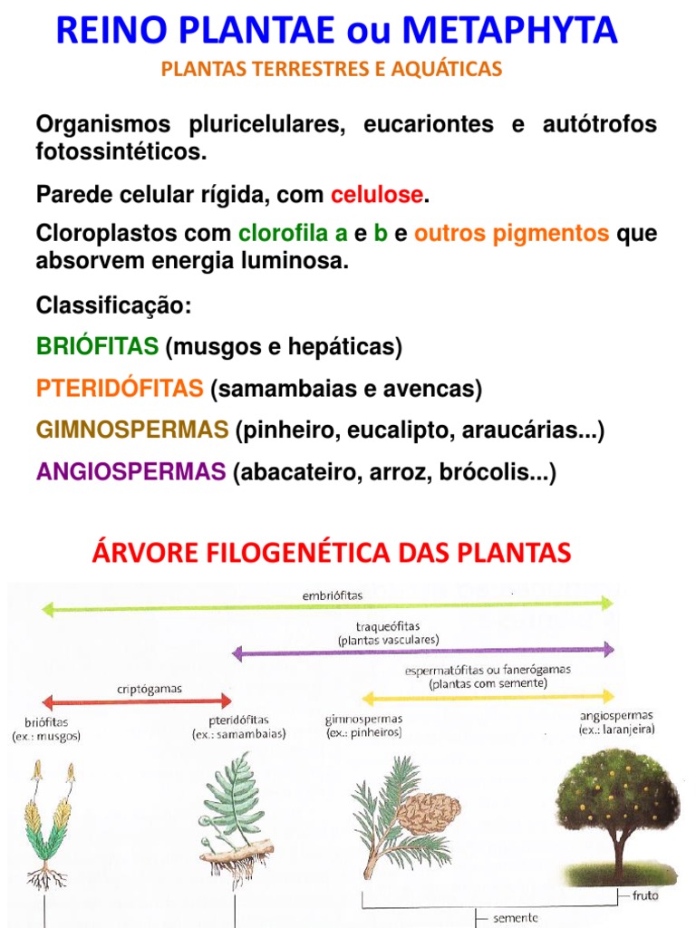 7 Reino Plantae Exercícios | PDF | Flores | Musgo