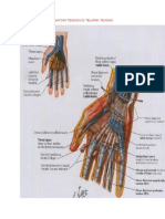 Anatomi Tendon Di Telapak Tangan